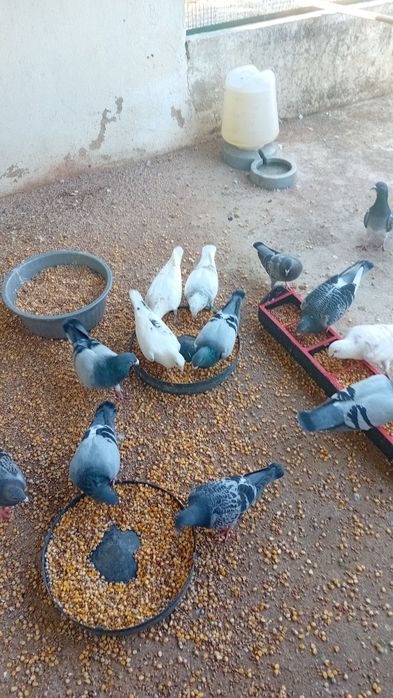 Venda pombos correios