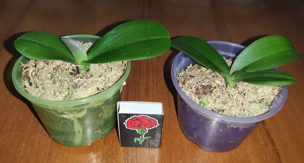 Детки орхидеи Пират Пикоти