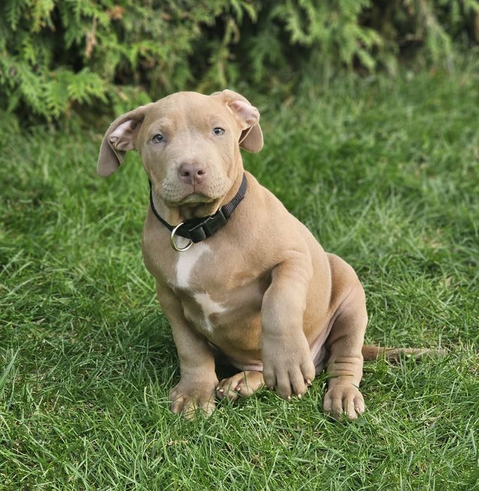 Piękny pies american bully xl
