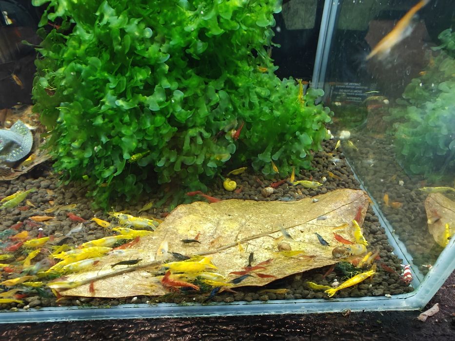 Krewetki Neocaridina MIX - różne kolory