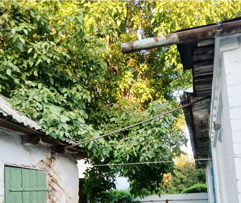 Безкоштовно зрізати горіх