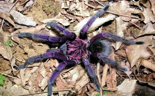 Phambobeteus sp. Machala