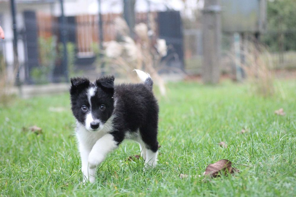 Border collie ZKwP FCI vers