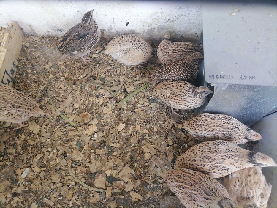 Ovos codornizes frescos da semana galados, só entrego na zona de Torres Vedras e Alenquer