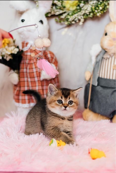 Маленькі шотландці