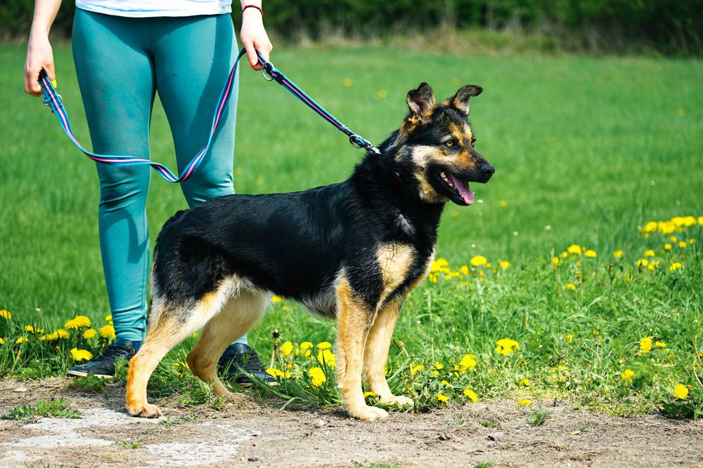 Limka - śliczna , młoda sunia