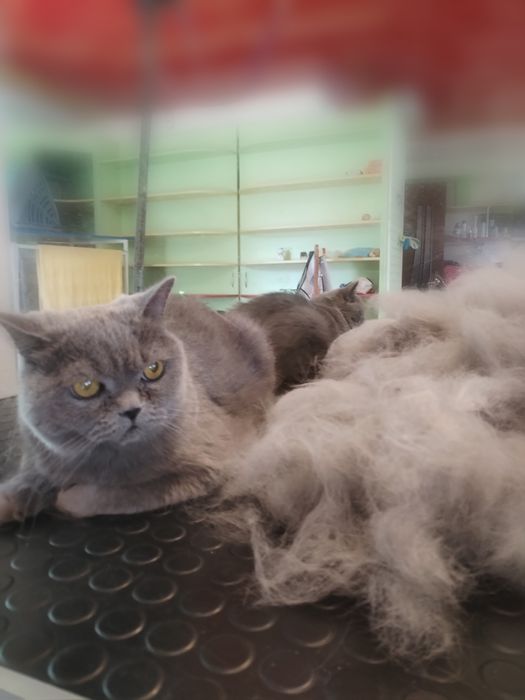 Грумінг, стрижка вичісування котів