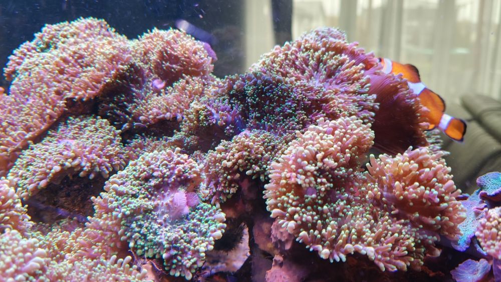 Rhodactis indosinensis FLUO green mushroom