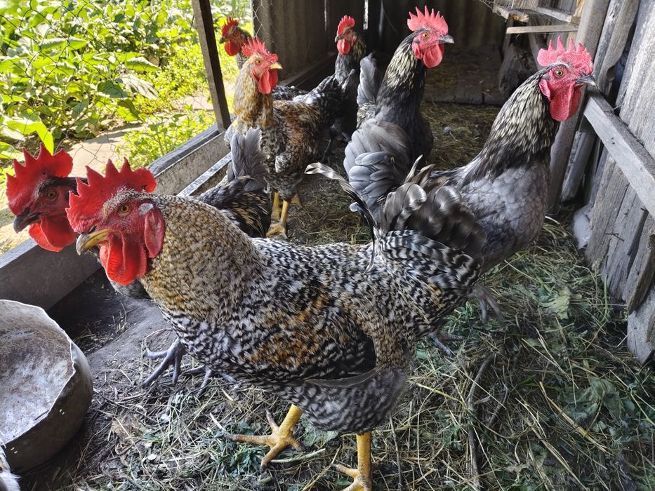 Продам питуха годовалый