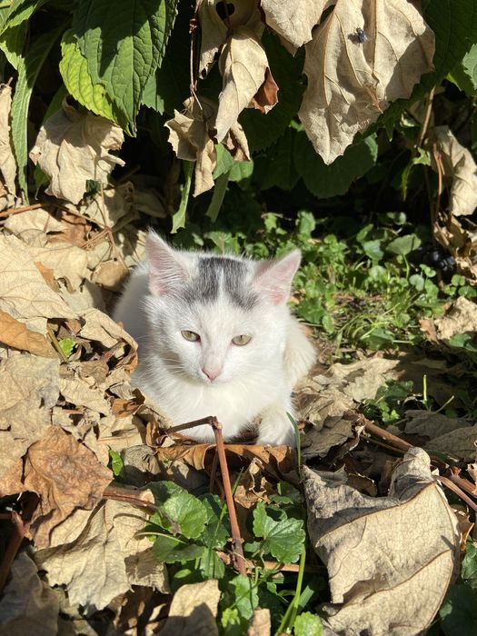 Відамо вдобрі руки чотирьох кошенят