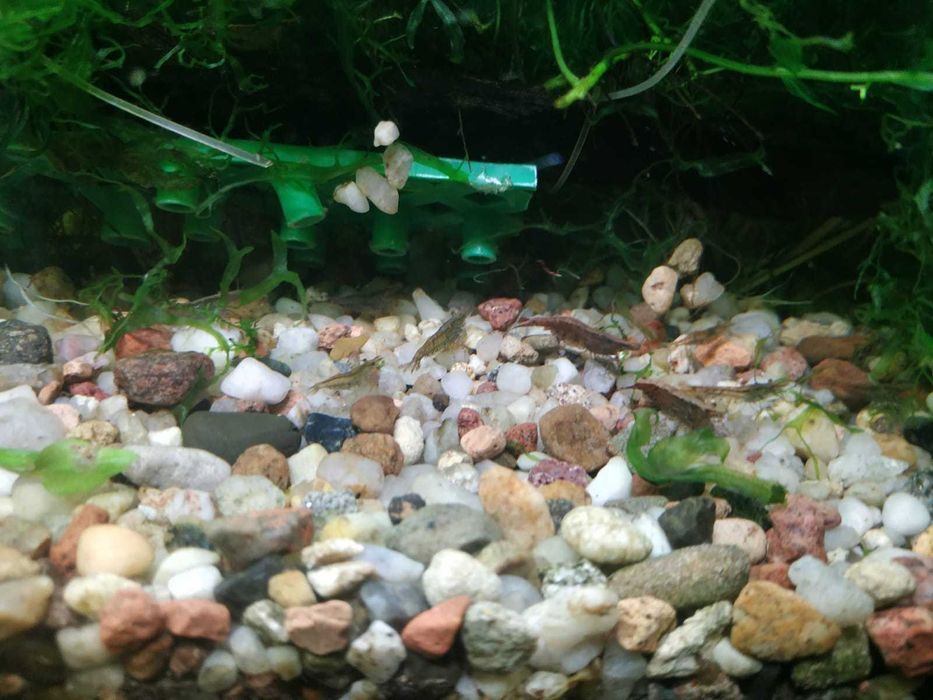 Krewetki stadko 15szt