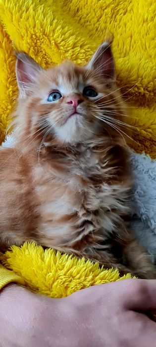 Maine Coon Rudy kocurek śliczny