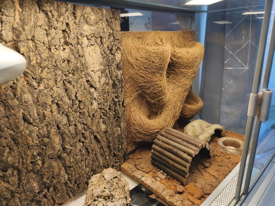 Terrarium gekon lamparci