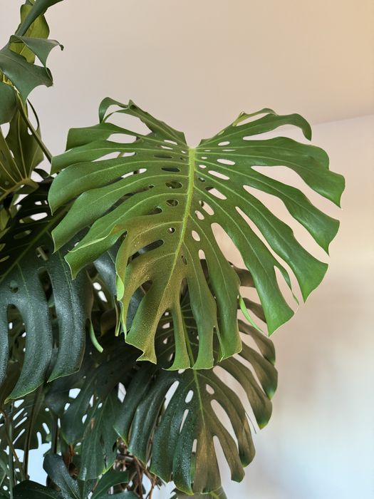 Monstera Deliciosa - piękna, duża