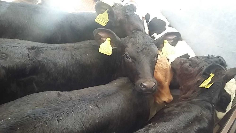 Byczki miesne i jałoszki Lubochnia