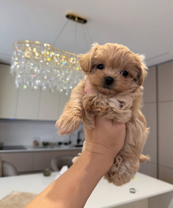 Цуценята Мальтіпу Maltipoo f1 mini/baby face