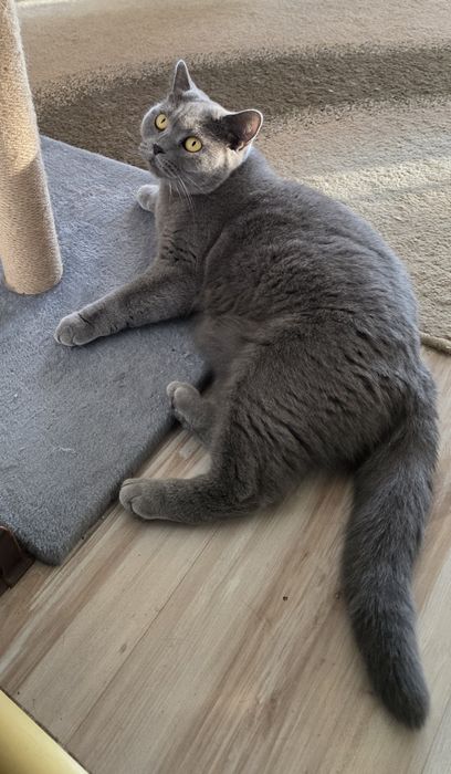 Kotka brytyjska krótkowłosa adopcja