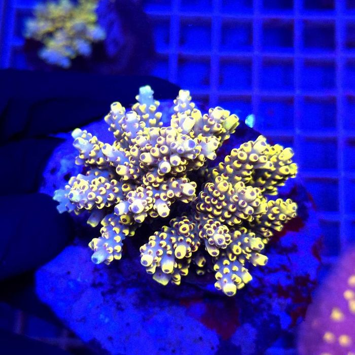 Acropora Pikachu matecznik WYSIWYG #A0179 Koralowce SPS Kraków