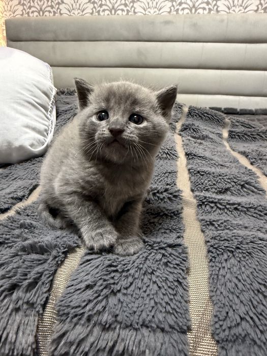 Віддам в хороші руки котика