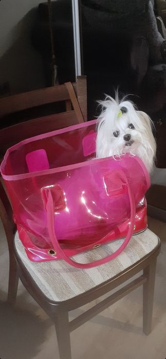 Аксэсуар для собачки.