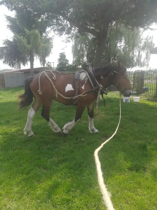 Klacz, źrebica srokata