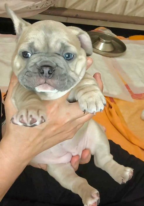 Маленькая принцесса. Французский бульдог