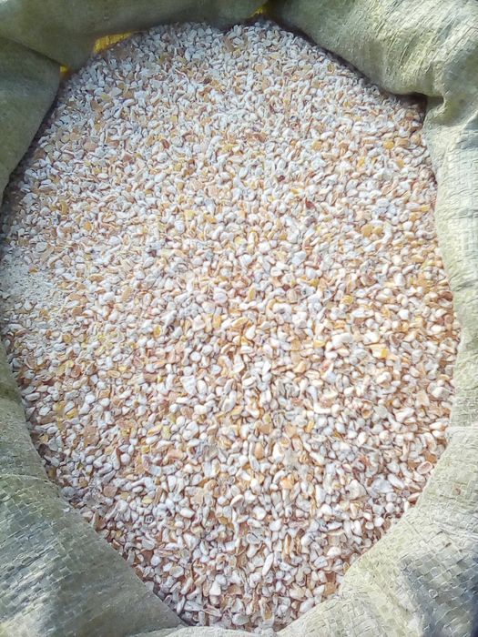 Kukurydza workowana cała lub mielona   worki 25 kg, big bag 1000kg