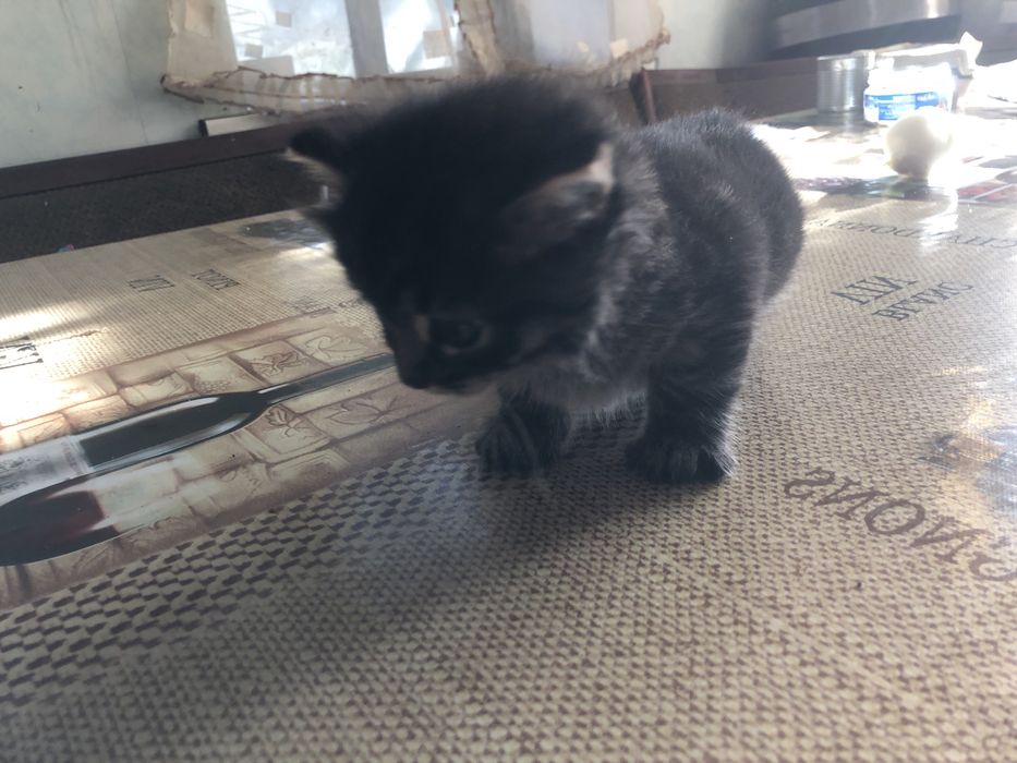 Крысаловы универсалы черной масти .