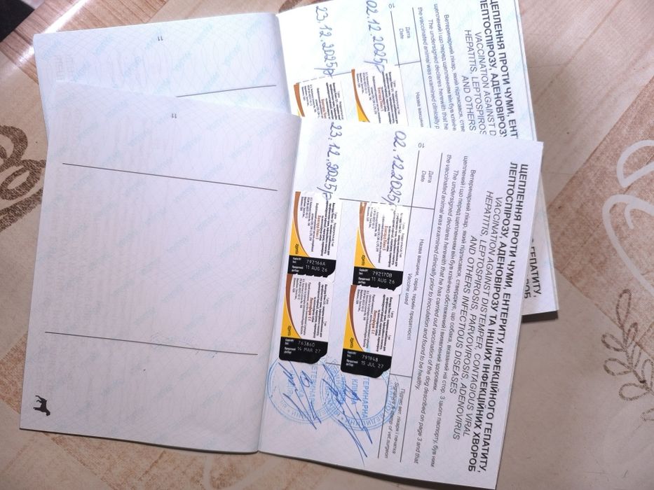 Дівчинка та хлопчик.