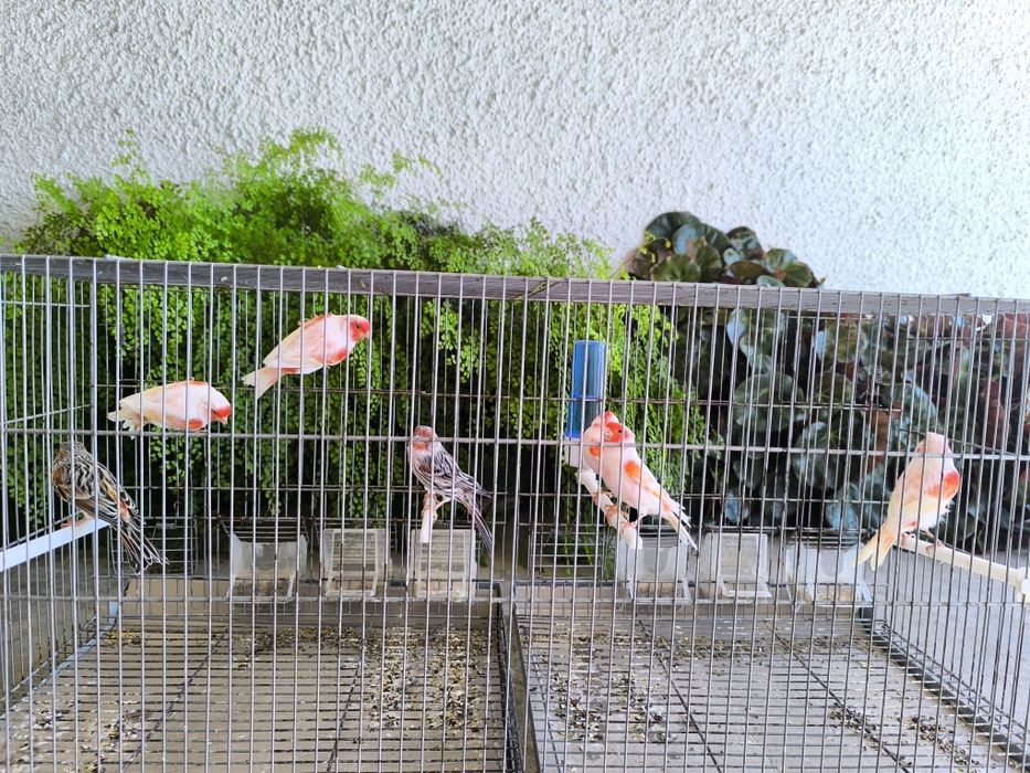 Canários mosaico vermelho