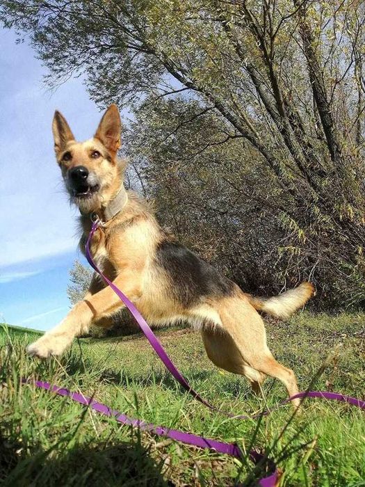 Bercia poleca się do adopcji.