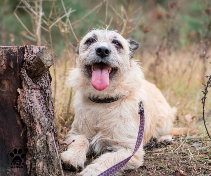 2 letni Artem szuka domu!