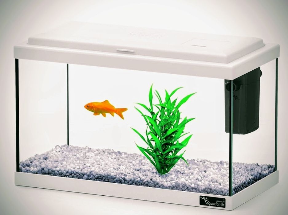 Kinguios, peixes água fria