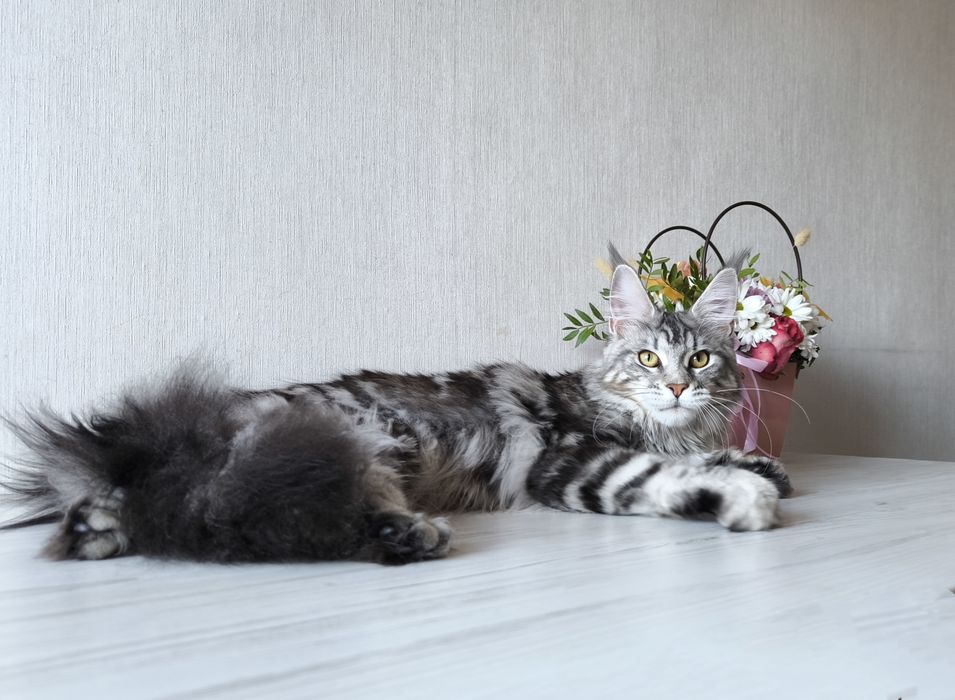 Мейн кун. Дівчинка!