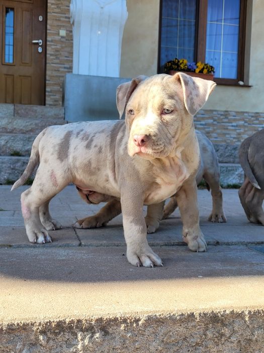 American bully lilacc tri merle