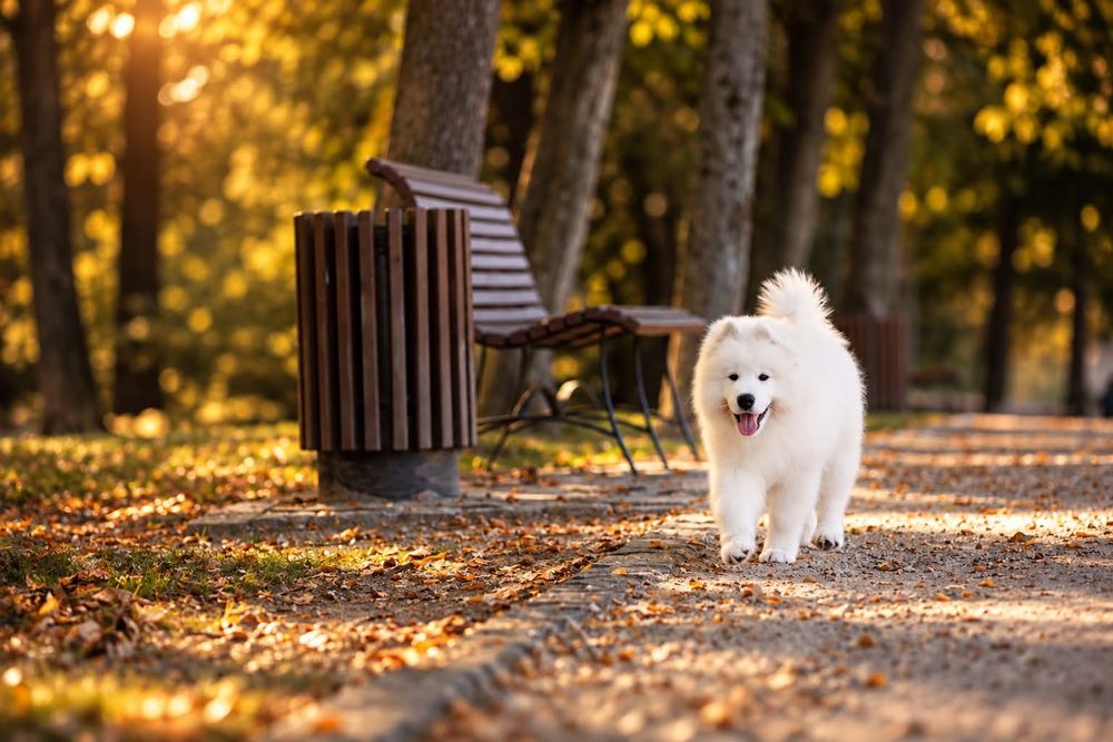 Samoyed z hodowli ZKwP