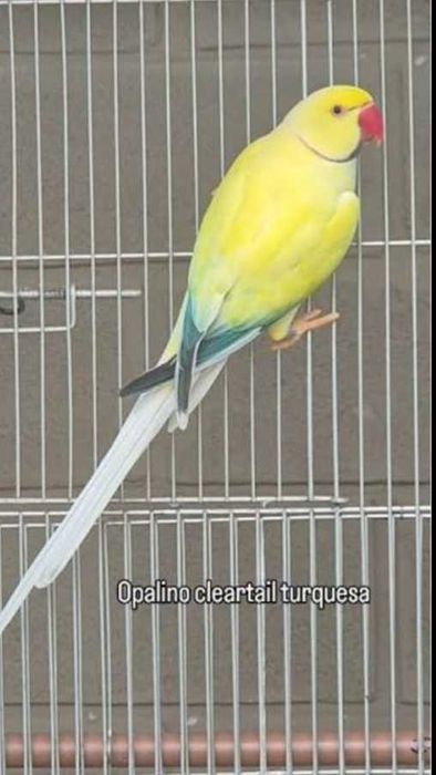 Aves casal Ring Necks São Roque