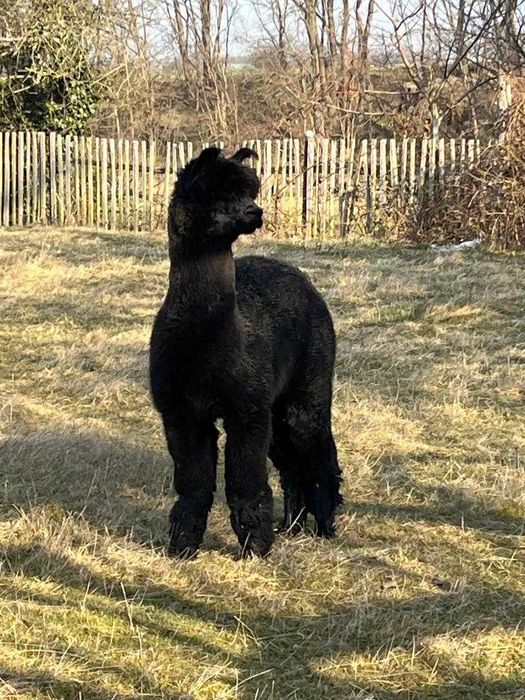 Alpaka Samiec Reproduktor. Pure Black