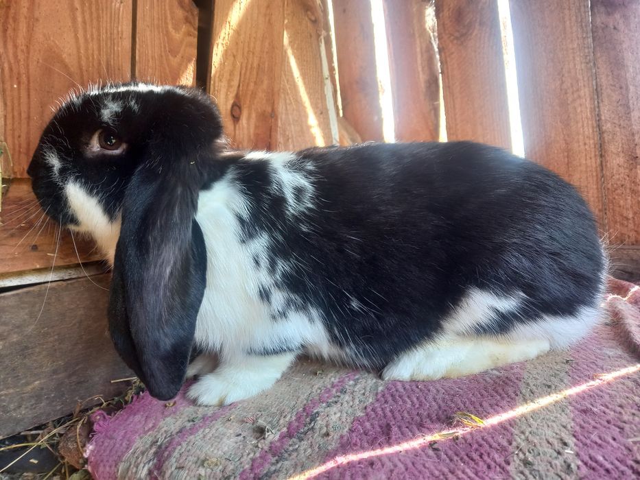 Продам/обміняю  кроликів французький баран