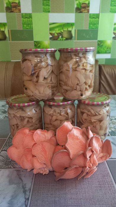 Маринована Глива (вешенка)