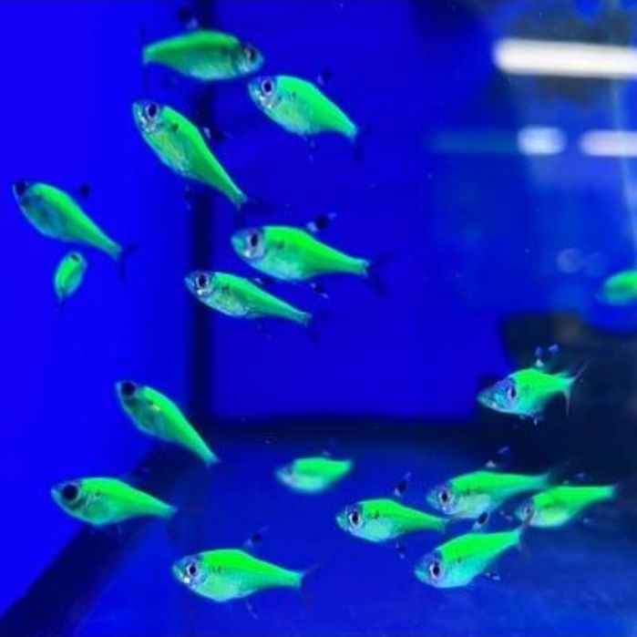 Сомик Клариус! Экзотические Аквариумные Рыбки С Доставкой! Корма!