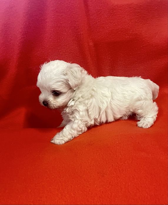 Bichon Maltês Maravilhoso Fêmea