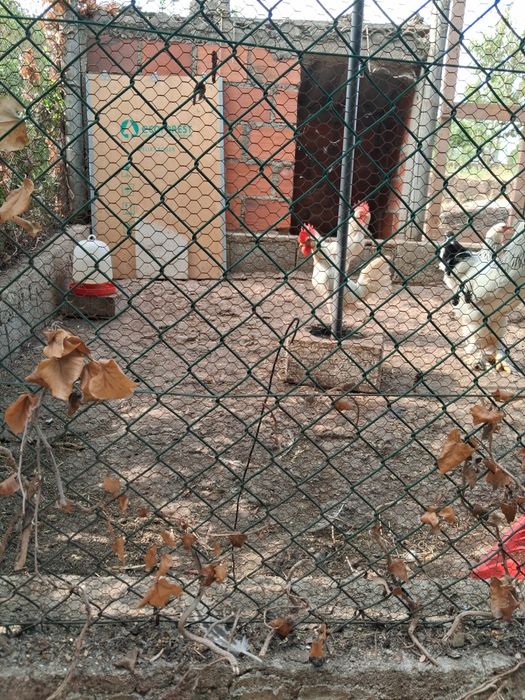 Galos Leghorn  puros