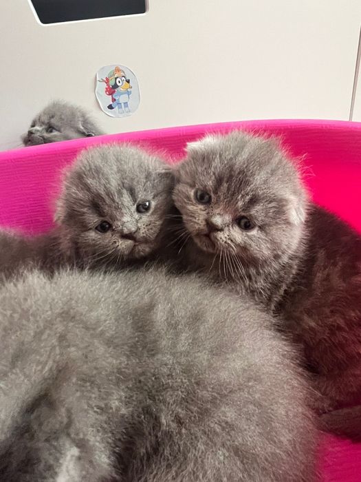 Gatinhos scottish fold