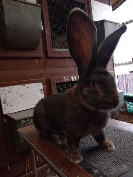 Belgijski Olbrzym Szary samiec