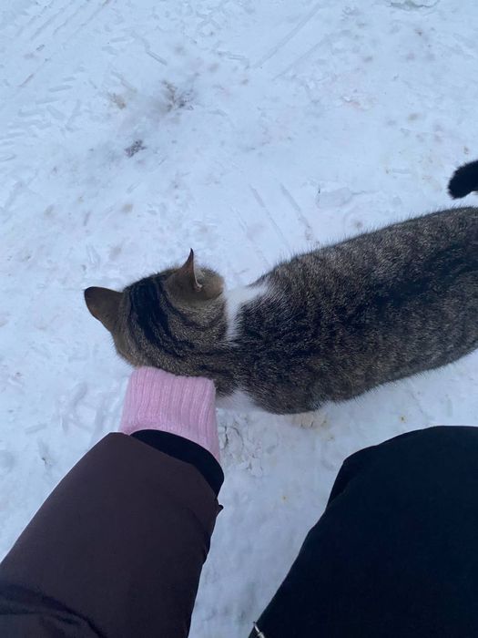 Отдам кота лесного окраса