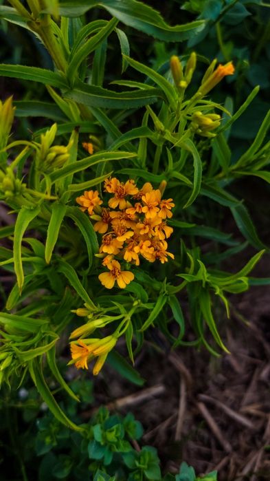 Семена лекарственных растений, Насіння лікарських трав