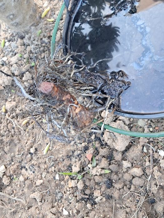 Íris aquática lagos