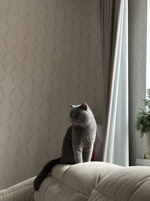 Красивые шотландские котята
