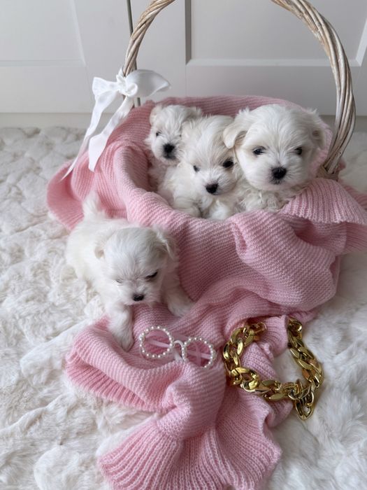 Maltańczyk z czteropokoleniowym rodowodem